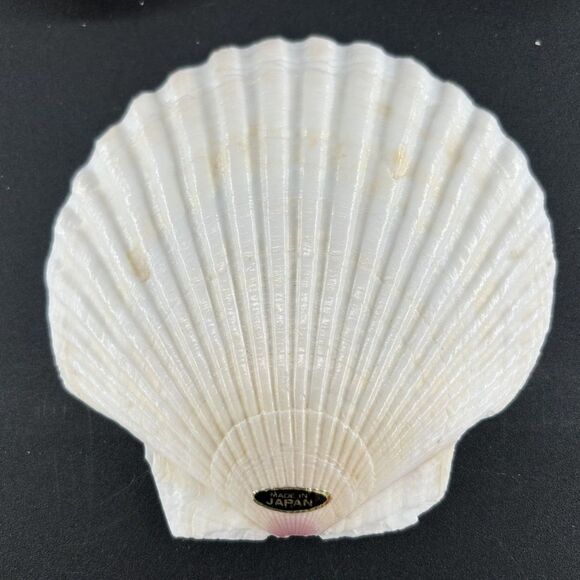 Source Unknown Other - (8) Natural Scallop Shells, Decorative, Crafts 4.5"L x 4.5"W  Made In Japan
